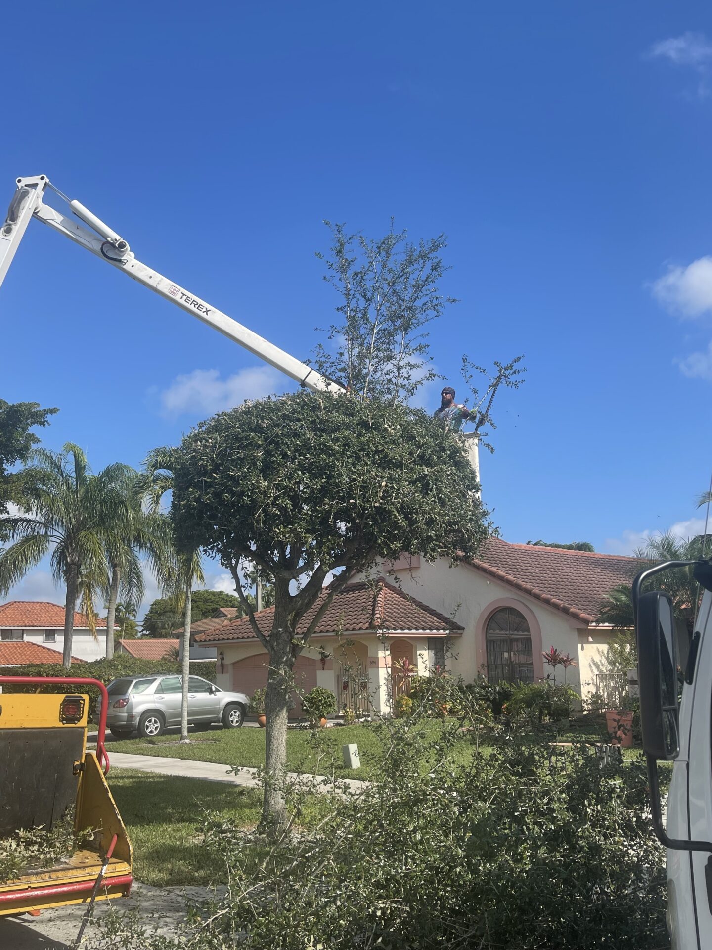 A man climbs a tree with a ladder, carefully trimming the branches of a pine tree, demonstrating his expertise in tree care.