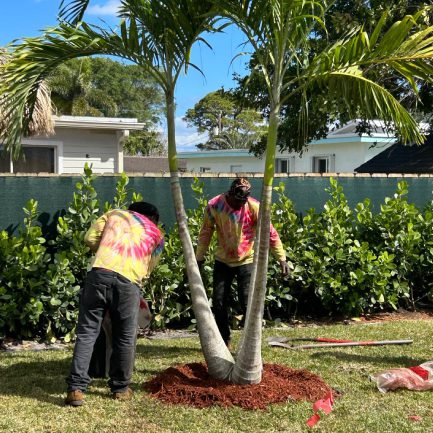 Two men in yellow shirts are diligently working on a palm tree, showcasing teamwork and care for the environment.